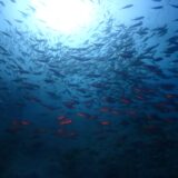 海からのお便り(^^♪