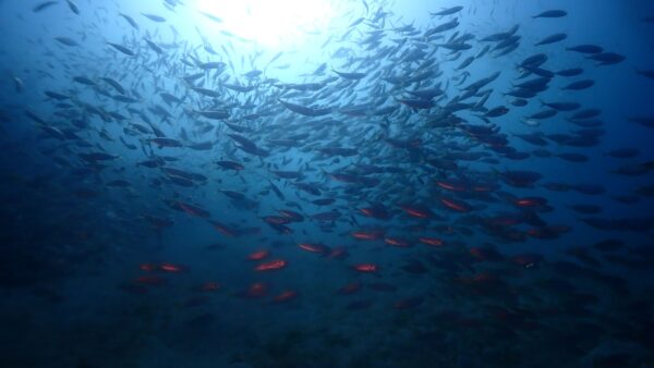 海からのお便り(^^♪