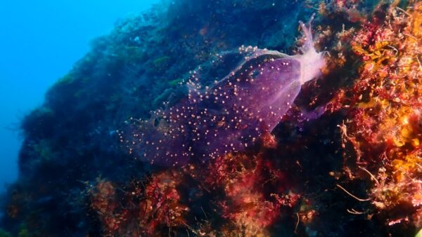 海からのお便り(^^♪