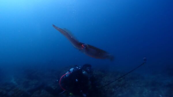 海からのお便り(^^♪