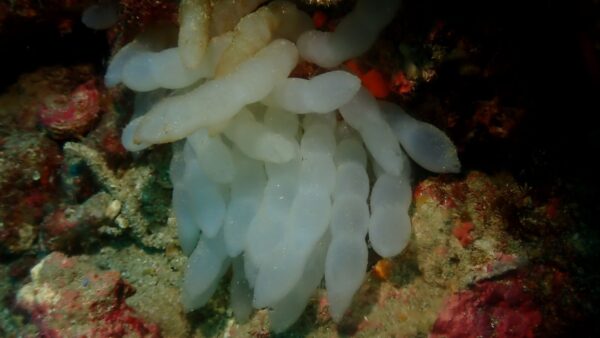 海からのお便り(^^♪