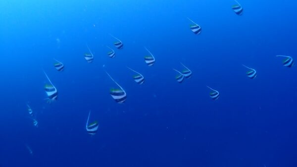 海からのお便り（シルバーウィーク編）(^^♪