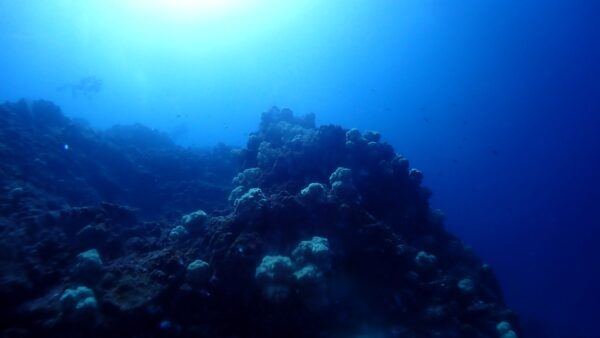 海からのお便り(^^♪