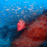 海からのお便り(^^♪