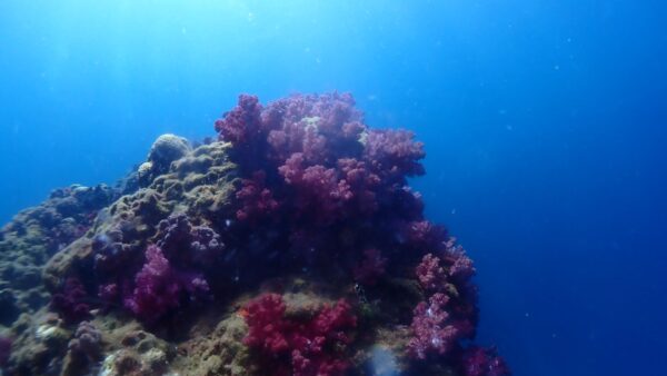 海からのお便り(^^♪